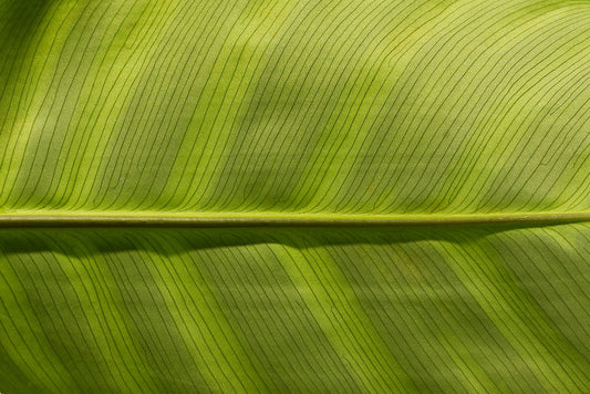 About Eco Friendly Products
