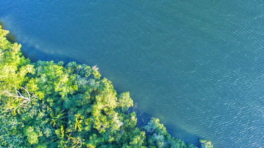 How Can We Take Care of Our Environment?